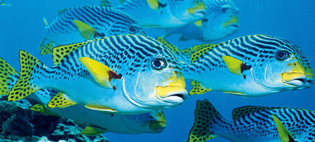 Maldives fish
